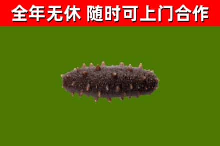 玉溪市烟酒回收干海参.jpg